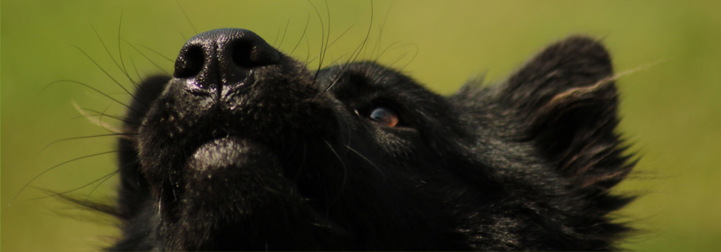 mobiles hundetraining kopf